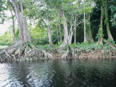 Mangrove wordt bedreigd (registered)