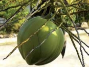 Twijfels over kokosnoot