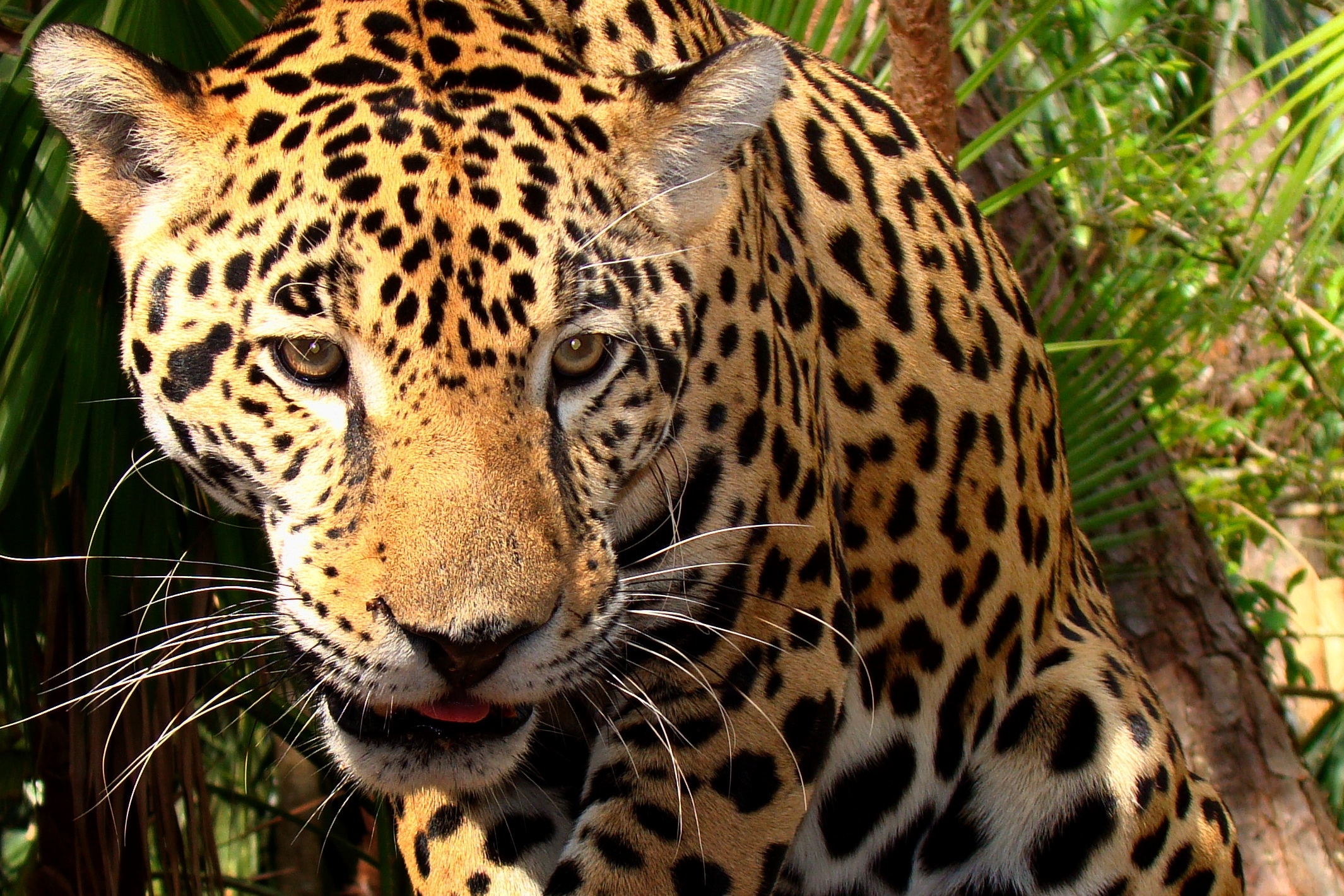Jaguars net als tijgers op weg naar uitsterven? - Parbode Sneak Peek