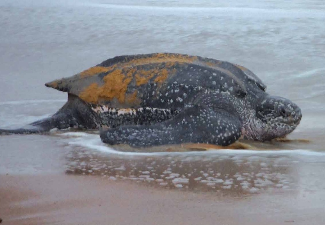 Op Braamspunt graven alleen nog zeeschildpadden - Parbode Sneak Peek