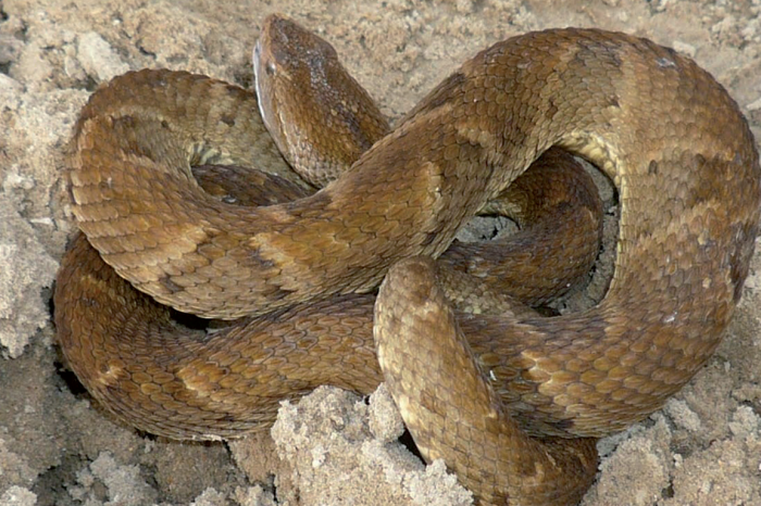 Het venijn van slangen en insecten - Parbode Sneak Peek