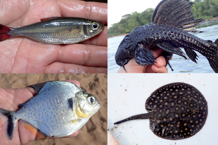 De zoetwatervissen van Suriname - Parbode Sneak Peek