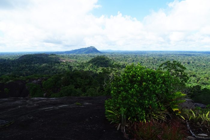 Centraal Suriname Natuurreservaat: gunu gowtu in de verkoop? - Parbode Sneak Peek