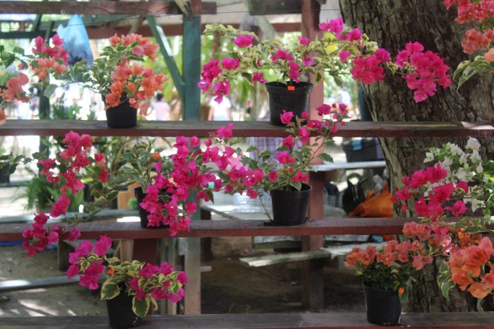 Surinaamse bloemensector moet nu echt gaan bloeien - Parbode Sneak Peek