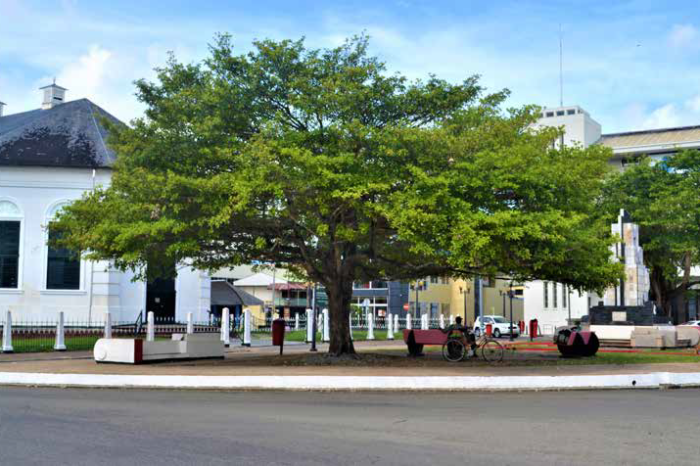 Samenleving: Dosis informatie over stedelijk groen Paramaribo - Parbode Sneak Peek