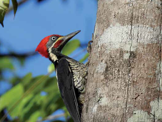 Essay: Birds Alert en Plants Alert Suriname - Parbode Sneak Peek