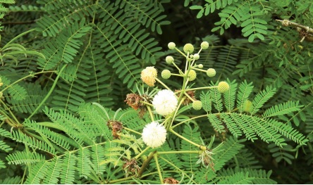 Essay: Invasive tree species in Suriname - Parbode Sneak Peek