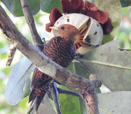 Essay: Vogels kijken op Brownsberg - Parbode Sneak Peek