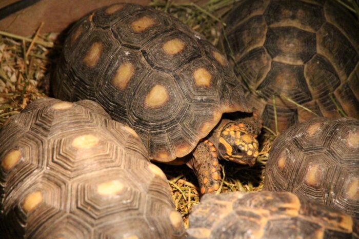 Parbode Xtra: Saudi-Arabië importeerde vorig jaar 42 savanneschildpadden uit Suriname